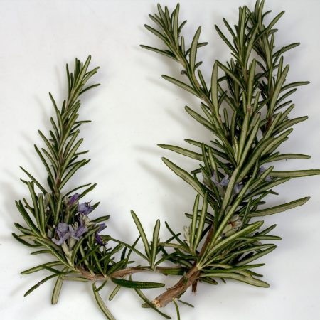 branch, rosemary, blossom-1525050.jpg