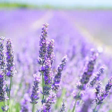 lavender, flowers, field-1595581.jpg